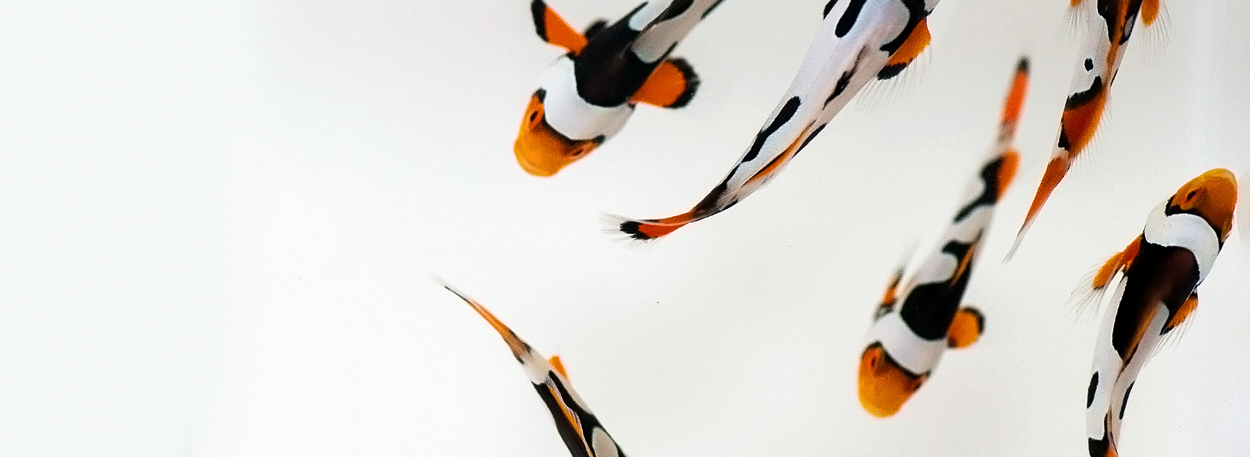 Picasso Clownfish