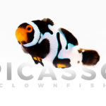 Onyx Picasso Clownfish