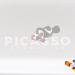 Helmet Picasso Clownfish