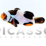 Onyx Picasso Clownfish