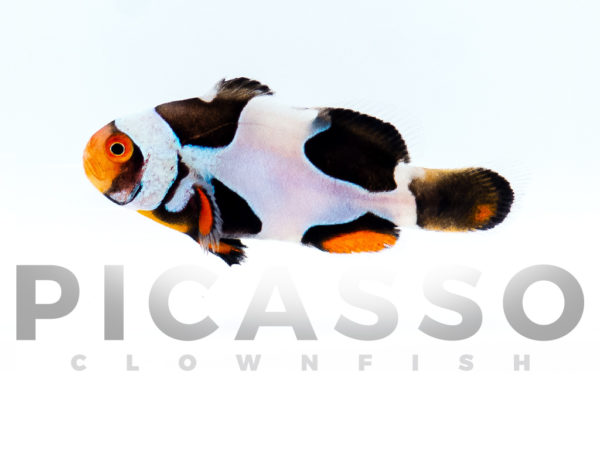 Onyx Picasso Clownfish