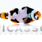 onyx-picasso-clownfish-04