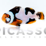 Onyx Picasso Clownfish