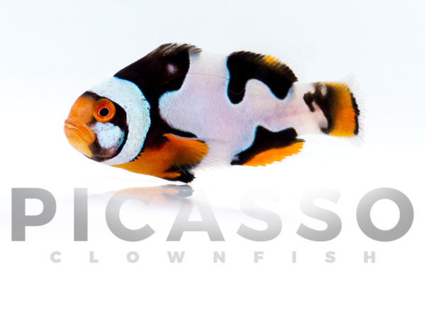 Onyx Picasso Clownfish