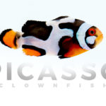 Onyx Picasso Clownfish