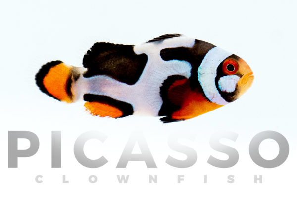 Onyx Picasso Clownfish