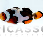 Onyx Picasso Clownfish