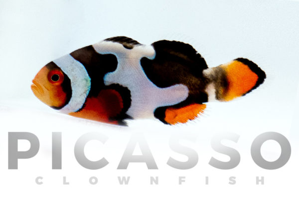 Onyx Picasso Clownfish