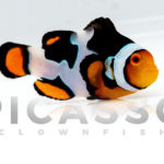 Onyx Picasso Clownfish