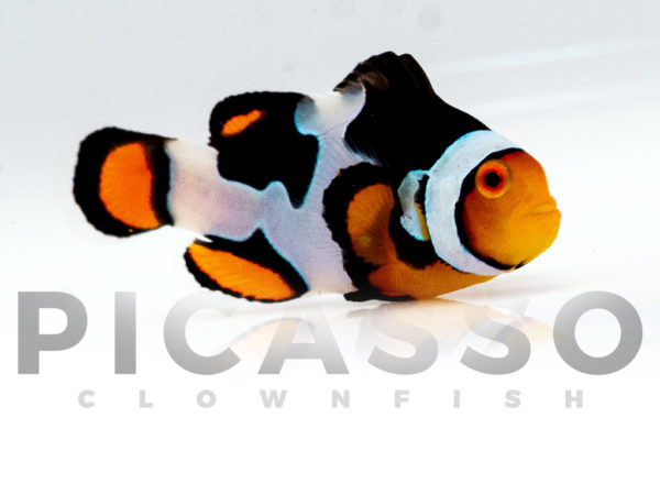 Onyx Picasso Clownfish