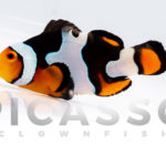 onyx-picasso-clownfish-11
