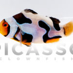 onyx-picasso-clownfish-13