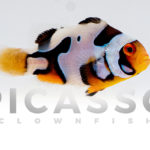 onyx-picasso-clownfish-14