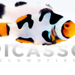 Onyx Picasso Clownfish