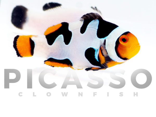 Onyx Picasso Clownfish