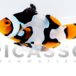 onyx-picasso-clownfish-16