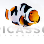 onyx-picasso-clownfish-17