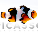 Onyx Picasso Clownfish