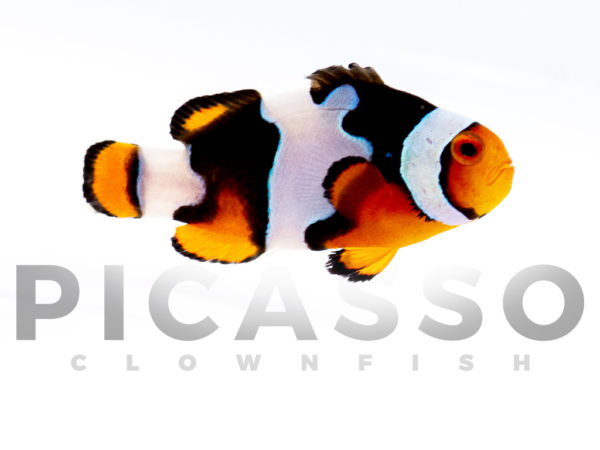 Onyx Picasso Clownfish