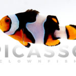 Onyx Picasso Clownfish