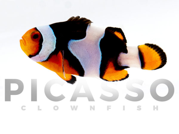 Onyx Picasso Clownfish