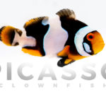 Onyx Picasso Clownfish