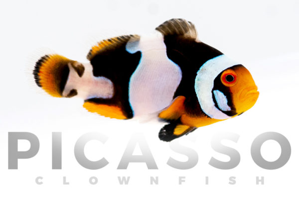 Onyx Picasso Clownfish