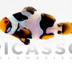 Onyx Picasso Clownfish