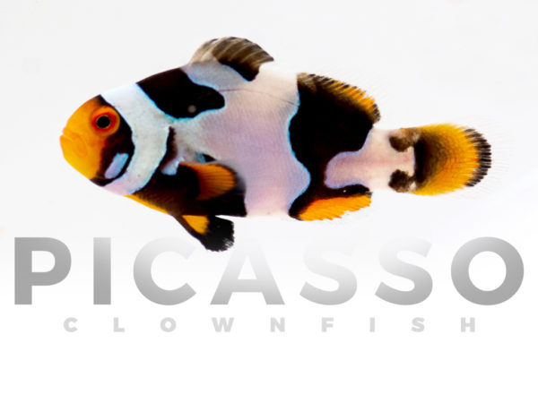 Onyx Picasso Clownfish