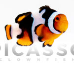 Onyx Picasso Clownfish