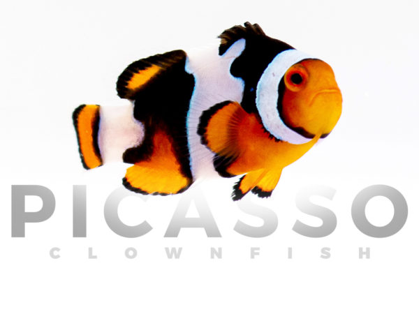 Onyx Picasso Clownfish