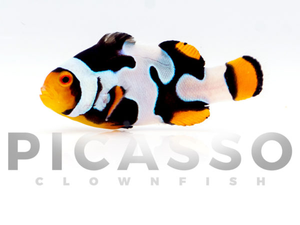 Onyx Picasso Clownfish