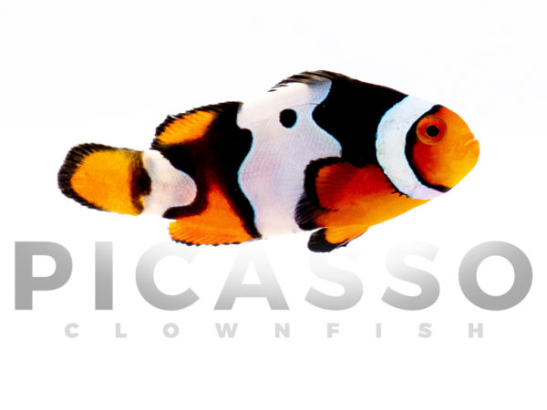 Onyx Picasso Clownfish