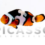 Onyx Picasso Clownfish