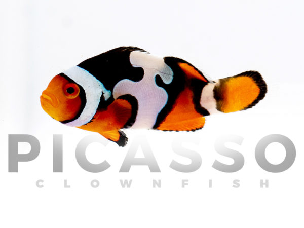 Onyx Picasso Clownfish