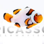 Helmet Picasso Clownfish