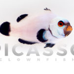 Bali Platinum Clownfish