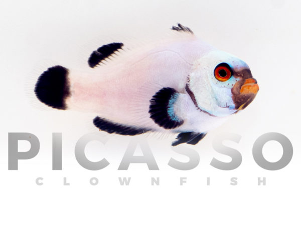 Bali Platinum Clownfish