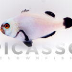 Bali Platinum Clownfish