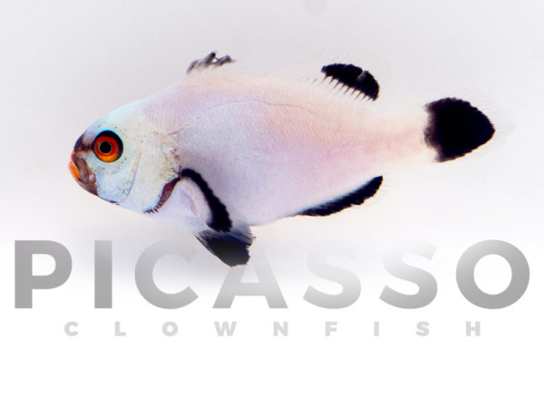 Bali Platinum Clownfish