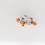 Helmet Picasso Clownfish