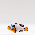 Helmet Picasso Clownfish