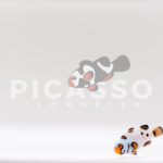 Helmet Picasso Clownfish