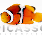 Misbar Percula Clownfish