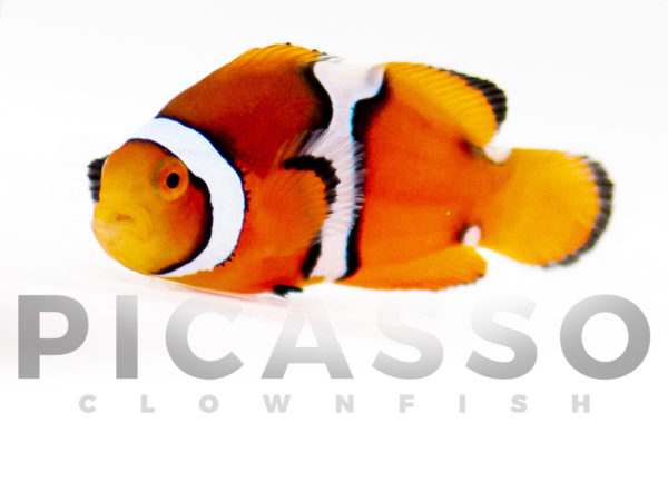 Misbar Percula Clownfish