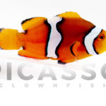 Misbar Percula Clownfish