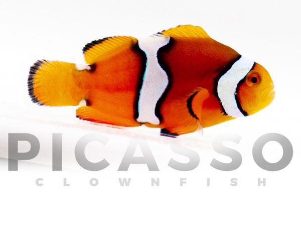 Misbar Percula Clownfish