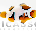 Premium Picasso Clownfish