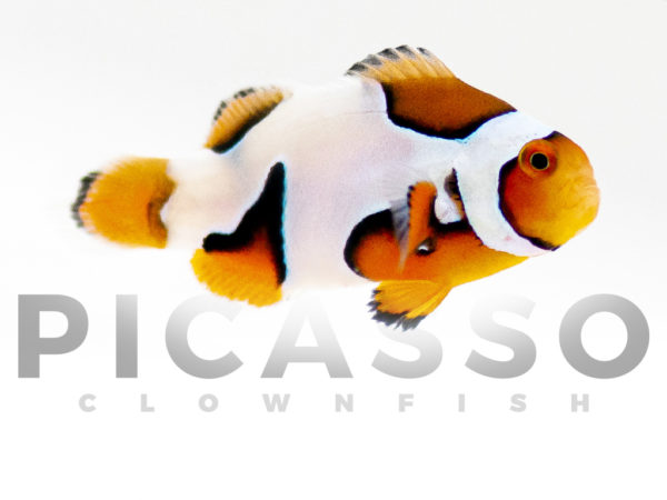 Premium Picasso Clownfish