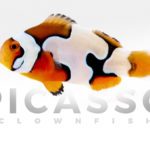 Premium Picasso Clownfish